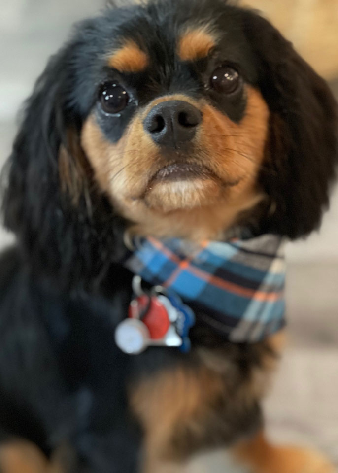 Paws and Spas Dog Grooming