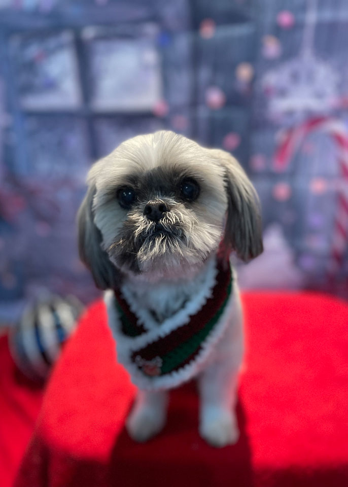 Paws and Spas Dog Grooming