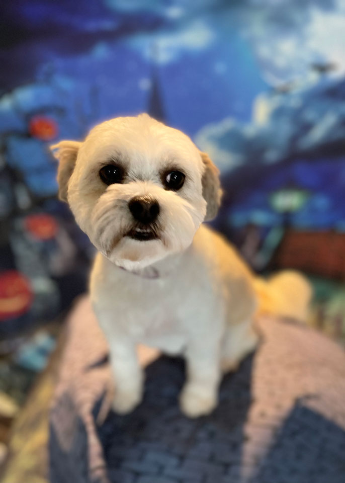 Paws and Spas Dog Grooming