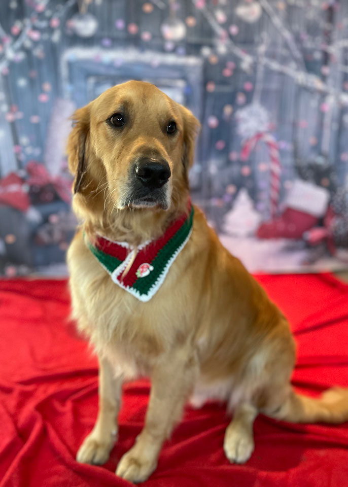 Paws and Spas Dog Grooming