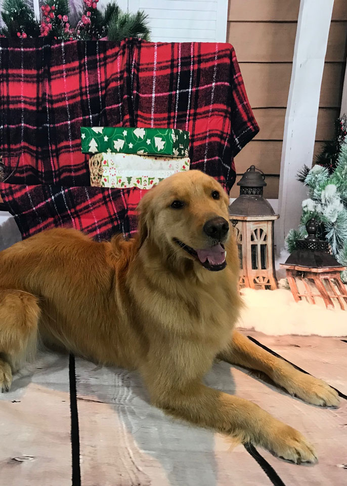 Paws and Spas Dog Grooming