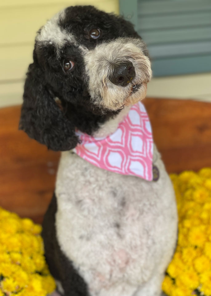 Paws and Spas Dog Grooming