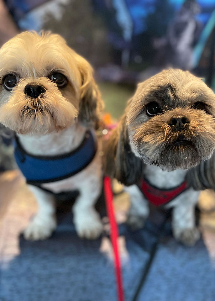 Paws and Spas Dog Grooming