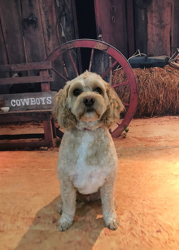 Paws and Spas Dog Grooming