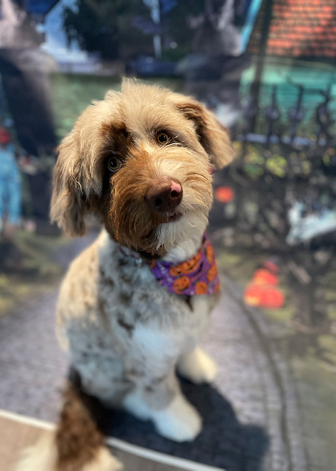 Paws and Spas Dog Grooming