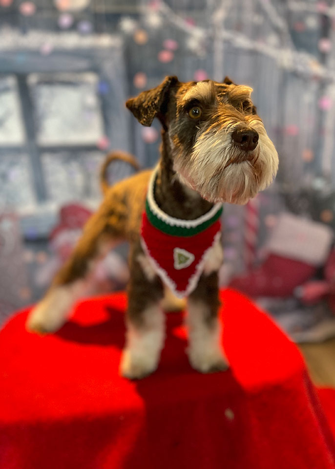 Paws and Spas Dog Grooming