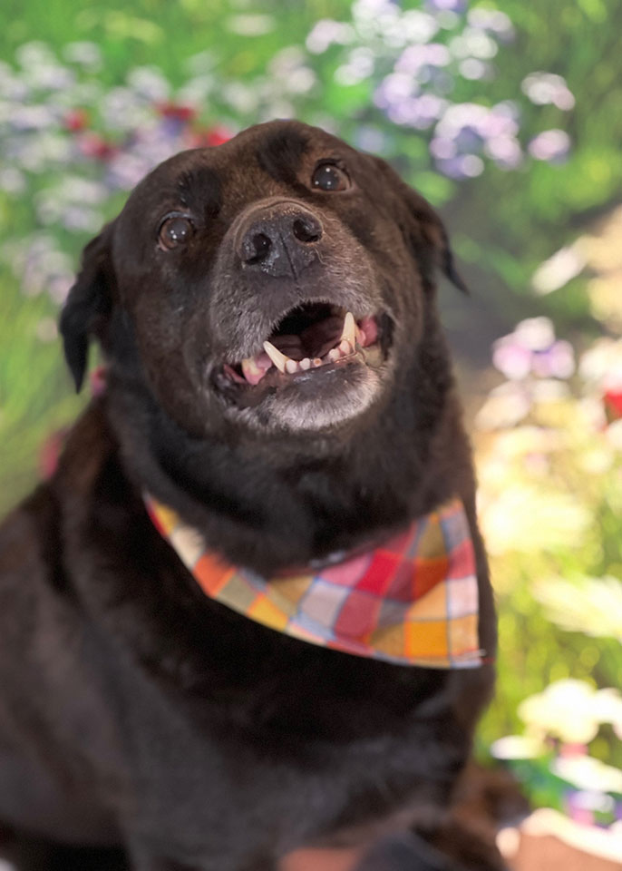 Paws and Spas Dog Grooming