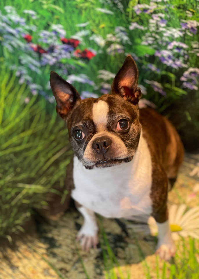 Paws and Spas Dog Grooming