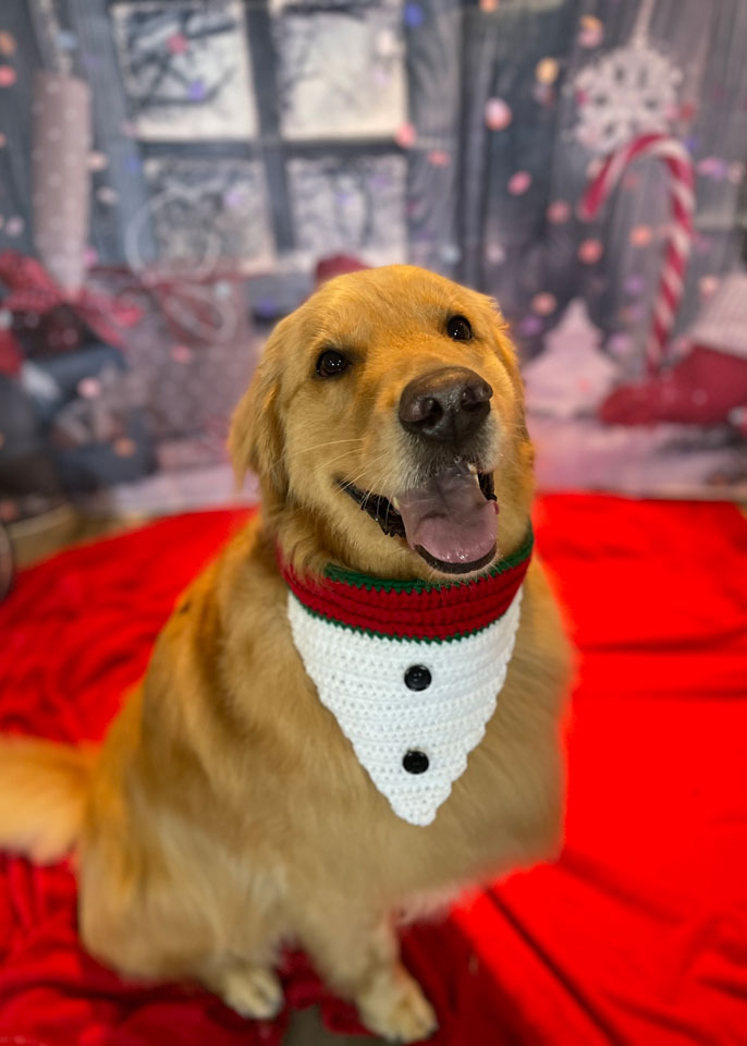 Paws and Spas Dog Grooming