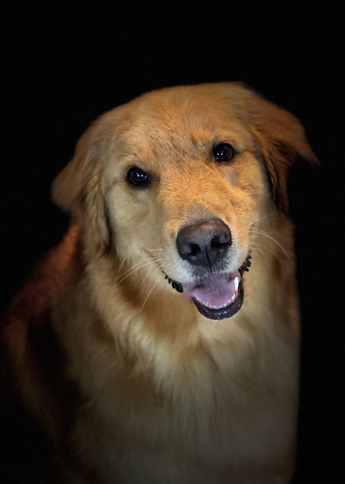 Paws and Spas Dog Grooming