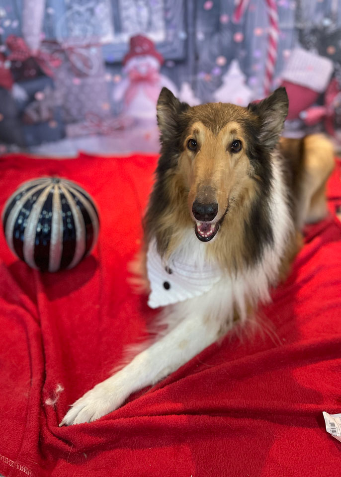 Paws and Spas Dog Grooming